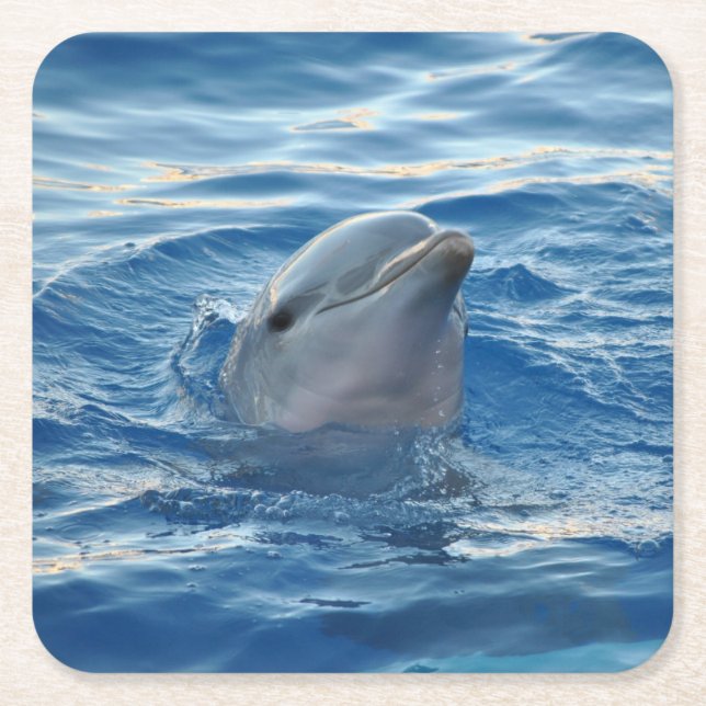 Dolphin Square Paper Coaster (Front)