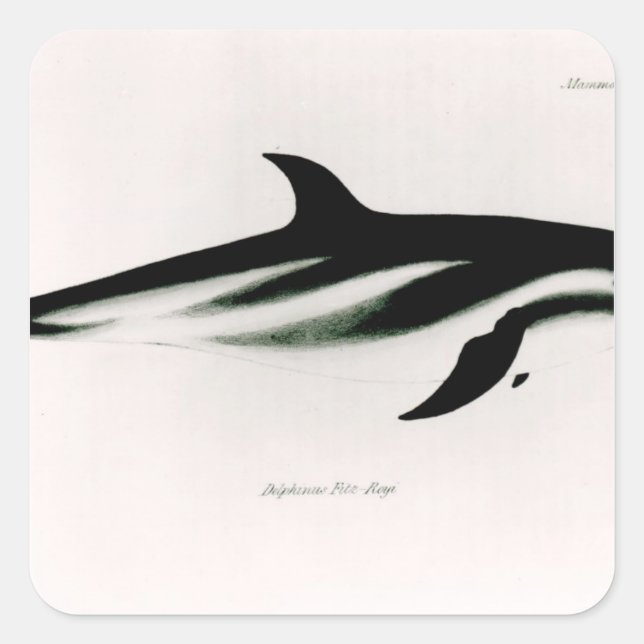 Dolphin Square Sticker (Front)