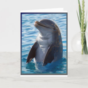dolphin stand card