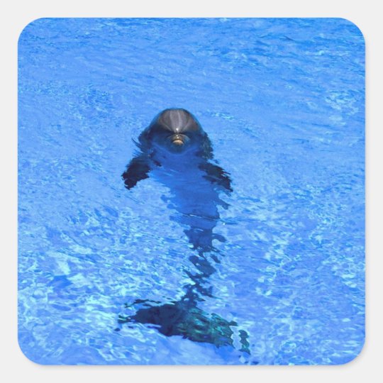 Dolphin stickers
