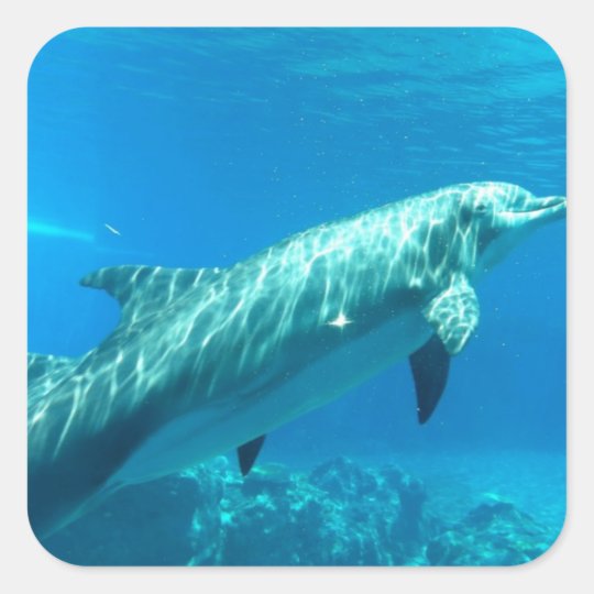 Dolphin stickers