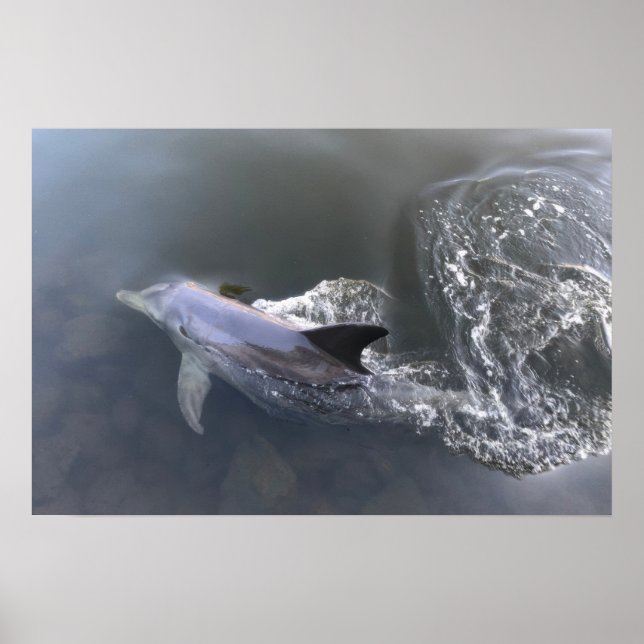 Dolphin Swimming Poster (Front)