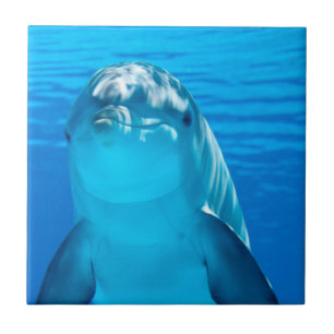 Dolphin Tile