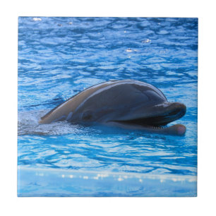 Dolphin Tile