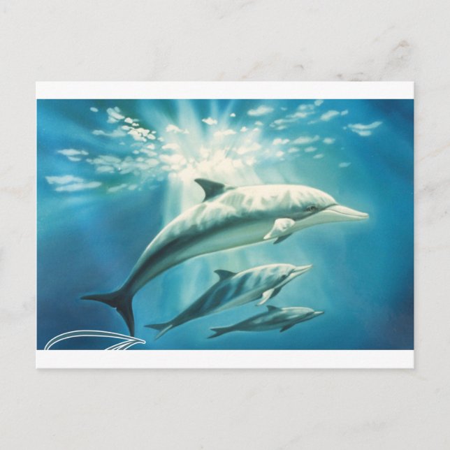 Dolphin Trio Postcard (Front)