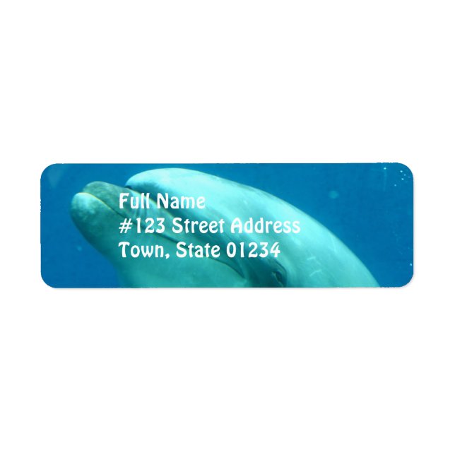 Dolphin Underwater (Front)