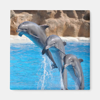 Dolphin Water Beach Tropical Paradise Island Fish Magnet