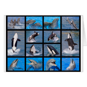 Dolphins and killer whales