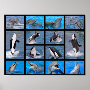 Dolphins and killer whales poster