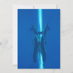 Dolphins and reflections blue ocean waters invitation