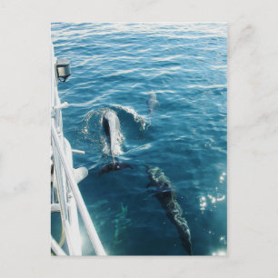 Dolphins Bowriding Postcard
