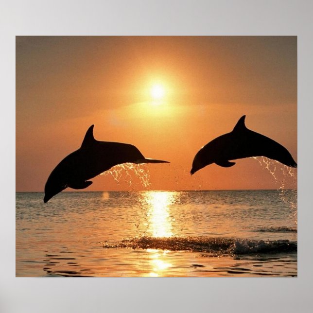 Dolphins by Sunset Poster (Front)