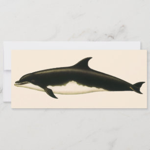 Dolphins Delphinus Tursio, Vintage Marine Animals