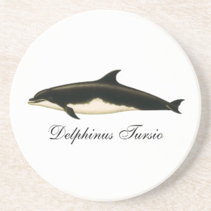 Dolphins Delphinus Tursio, Vintage Marine Animals Coaster