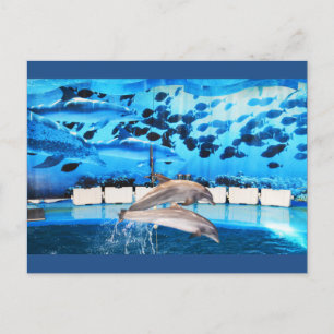 Dolphins in motion postcard