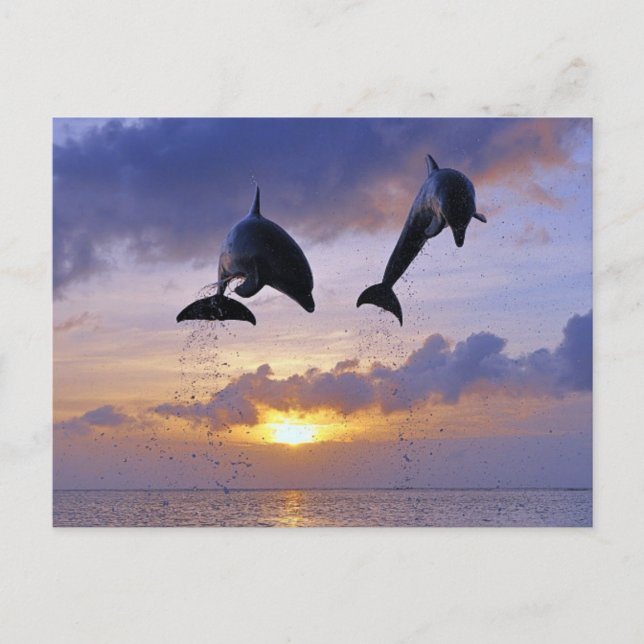 Dolphins jumping at sunset postcard (Front)