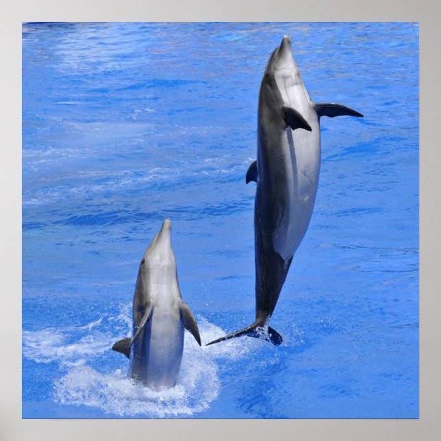 Dolphins jumping out of water poster (Front)