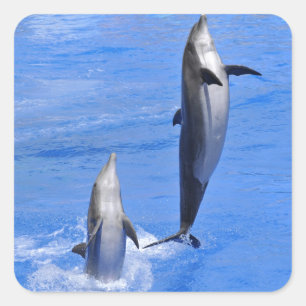 Dolphins jumping out of water square sticker