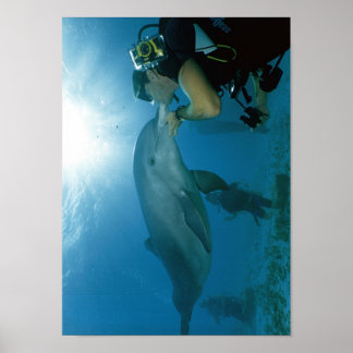 Dolphins Kiss Poster