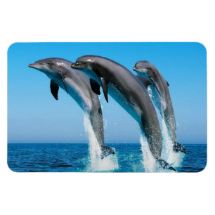 Dolphins Magnet