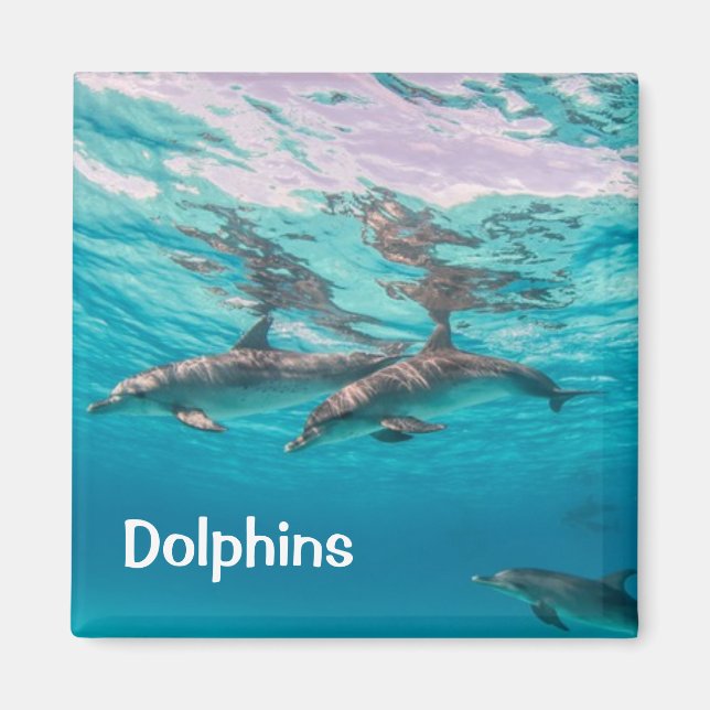 Dolphins Magnet (Front)