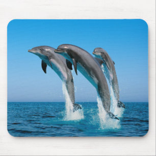 Dolphins Mouse Pad