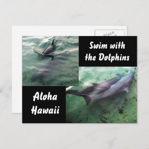 Dolphins of Hawaii Postcard