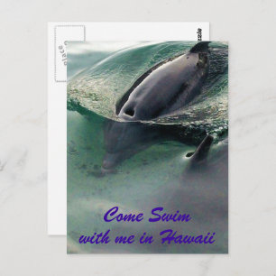 Dolphins of Hawaii Postcard