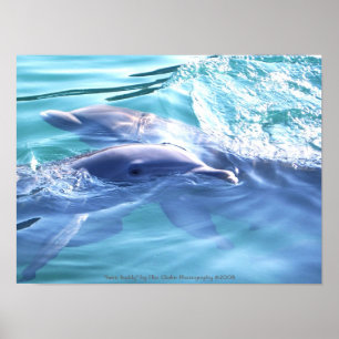 Dolphins Photography Poster