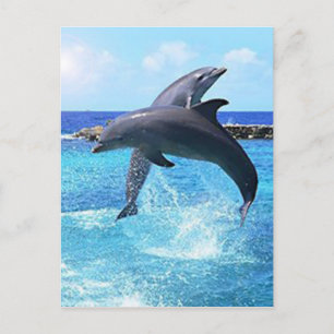 dolphins postcard