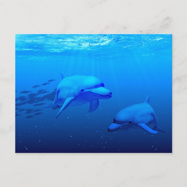 Dolphins Postcard (Front)