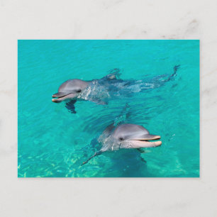 Dolphins Postcard