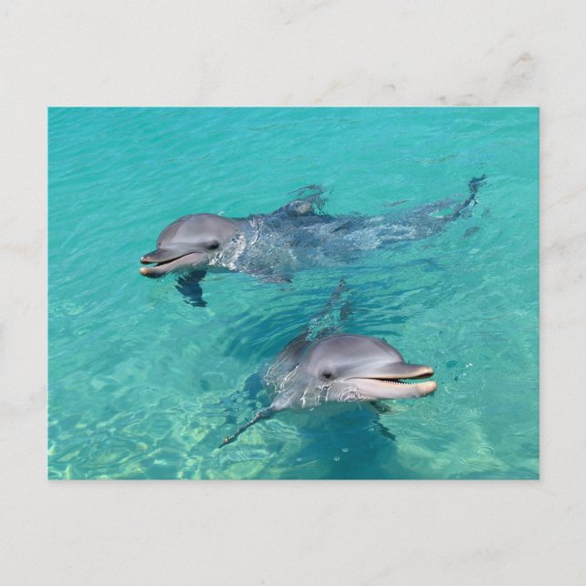 Dolphins Postcard (Front)