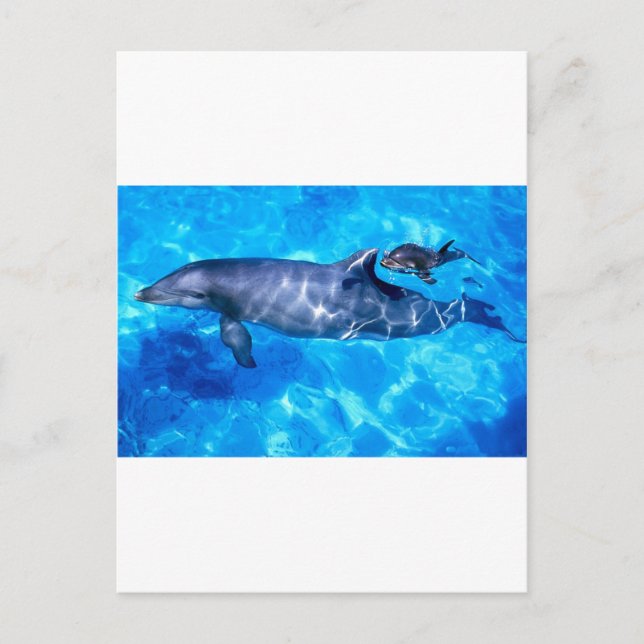 dolphins postcard (Front)