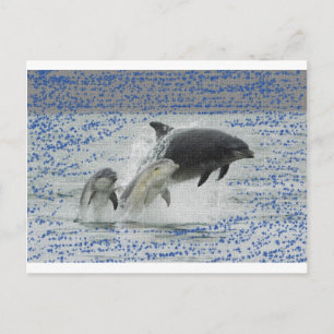 Dolphins Postcard