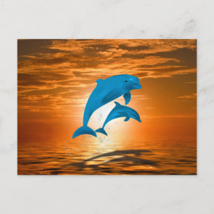 Dolphins Postcard