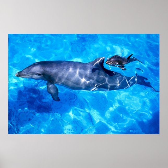 dolphins poster (Front)