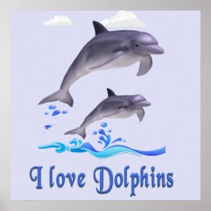 dolphins poster