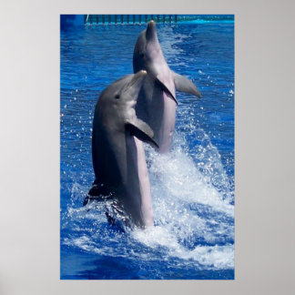 Dolphins Poster
