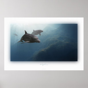 dolphins poster
