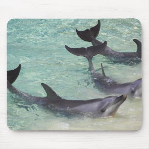 Dolphins, Sea World, Gold Coast, Queensland, Mouse Mat
