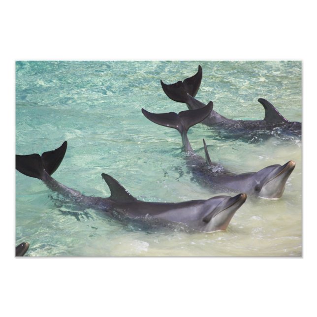 Dolphins, Sea World, Gold Coast, Queensland, Photo Print (Front)