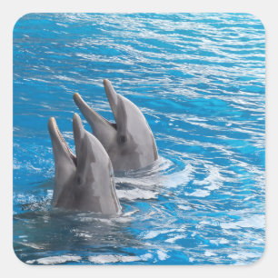 Dolphins Square Sticker