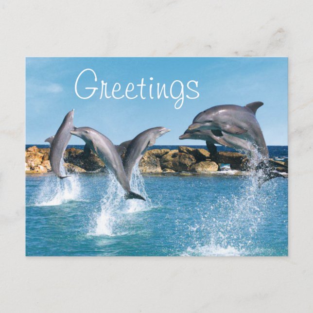 Dolphins swimming and doing tricks postcard (Front)