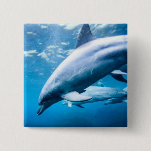 Dolphins Underwater 15 Cm Square Badge