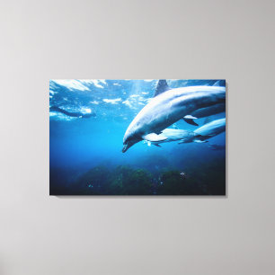 Dolphins Underwater Canvas Print