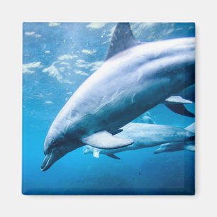 Dolphins Underwater Magnet