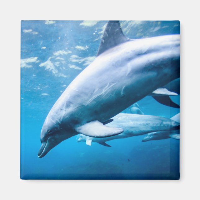 Dolphins Underwater Magnet (Front)