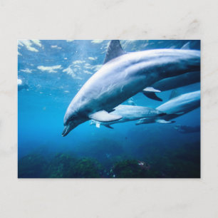 Dolphins Underwater Postcard