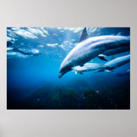 Dolphins Underwater